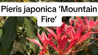 Pieris japonica ‘Mountain Fire’ [upl. by Ylurt635]