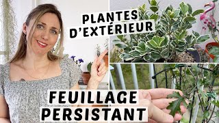 🌿 5 PLANTES À FEUILLAGE PERSISTANT POUR LE BALCON OU UN REBORD DE FENÊTRE 👩🏼‍🌾 [upl. by Adalie345]