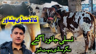 Kala Mandi Peshawar 2024  Nasirpur cow mandi Peshawar Pakistan updates [upl. by Aisanat823]