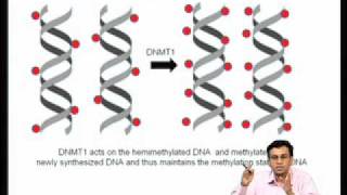 Mod07 Lec27 Epigenetic regulation of gene expression during development [upl. by Asined]