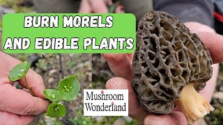 Burn Morels and Edible Plants [upl. by Wetzell458]