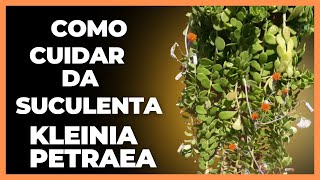 Como cuidar da planta Kleinia pétrea canal plantas [upl. by Atteuqnas50]