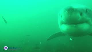 Expedition Nova Scotia 2021 White Shark BRUV Footage [upl. by Fleisig331]