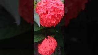 Ixora Plant Care  Beautiful Ixora Flower shortvideo 🌿🏵️ [upl. by Llemart]