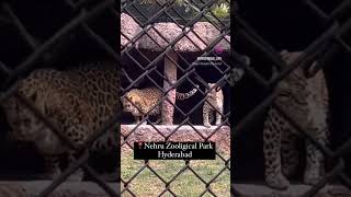 Hyderabad Nehru Zoological park musiclyrics viralshorts [upl. by Kafka]