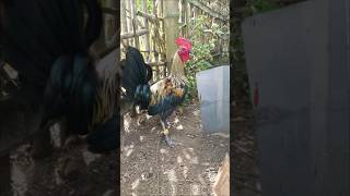 gamefowl gamefowlbreeder shorts reels [upl. by Schoenberg]