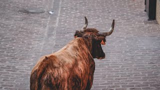 Toros tercera tarde Barrio Castellón  Toro de calle  Onda [upl. by Audrye]