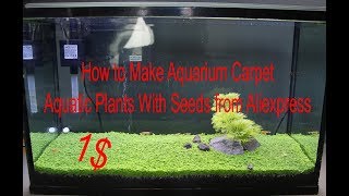 How to Make Aquarium Carpet Aquatic Plants With Seeds from Aliexpress [upl. by Elata633]