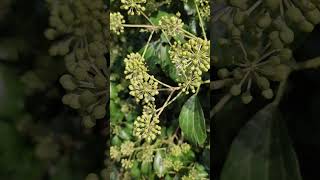 🍃🐝 Le lierre  Hedera Helix 🍃🐝 shortnaturevideos hedera plantlover [upl. by Tristan]