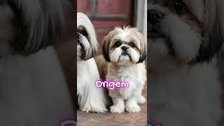 Shih Tzu vs Lhasa Apso Descubra as Diferenças ou Seriam Semelhanças [upl. by Emawk]