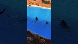 Dolphins🐬intelligent beings dolphins tenerife loroparque spectacle fiesta viralvideo shorts [upl. by Nnaeilsel]