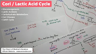 Cori Cycle  Biochemistry Lectures  TCML [upl. by Whelan]