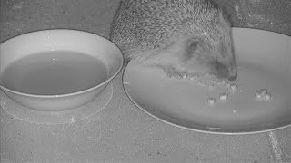 Hedgehog UK LIVE Cam 152022 [upl. by Fidela111]