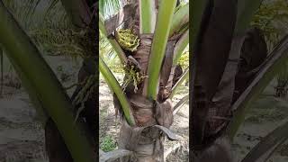 coconut nematodos agricultura [upl. by Sayer389]