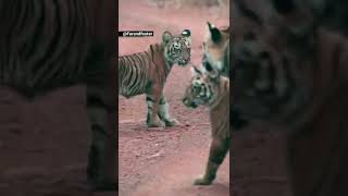 Collarwali Tigress supermom 🇮🇳 penchtigerreserve tiger love rip 🙏🏻 viral [upl. by Joya846]