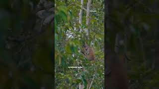 Old World monkey with an unusually large nose wildlife monkey shorts animal explore youtube [upl. by Ecnerual]