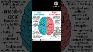 Right Hemisphere vs Left Hemisphere [upl. by Kape]