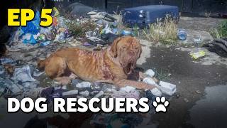 The Dog Rescuers Episode 5  Dumped amp Abandoned  Full Documentary [upl. by Jodee]