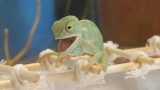 Cute baby chameleon eats for the first time Ch calyptratus Inferion7 [upl. by Shir]