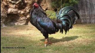 EL GALLO SOMBRA Salvador Bravo [upl. by Weld]