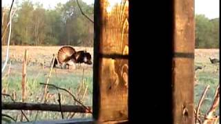 Michigan Turkey Hunt AWSOME FOOTAGE W PRETTY BOY DECOY [upl. by Holsworth]