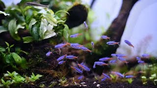 Perindah Aquascapemu Dengan 17 Jenis Ikan Tetra [upl. by Lucita]