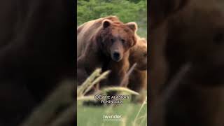 Wild Grizzlies Unleashed  A Glimpse into their Majestic Natural Habitat in Grizzly Man documentary [upl. by Postman721]