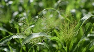 GrowALong Panicum Frosted Explosion [upl. by Nipha]