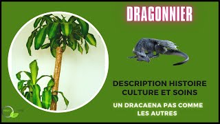 Mon dragonnier Dracaena deremensis vegetosphere plantesvertes plantesinterieur [upl. by Nidnarb]