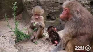 Baboon Baby Boom [upl. by Lajet]