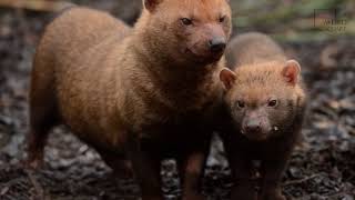 Interesting facts about Bush Dog by weird square [upl. by Malo]