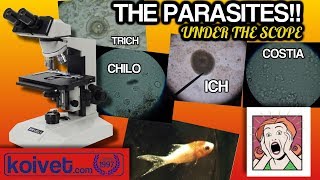 Fish parasites under the microscope Ich Trich Costia Chilodonella Flukes and Argulus [upl. by Urson145]