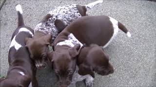 German Shorthaired Pointer Puppies [upl. by Eenram]