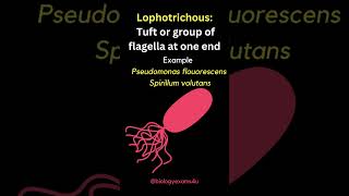 Arrangement of Bacterial Flagella  Monotrichous Amphitrichous Lophotrichous Peritrichous [upl. by Elleb]