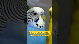 Budgie Squawking [upl. by Paff]