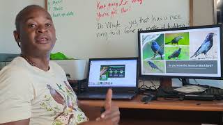 Conservation action plan webinar for the Jamaican Blackbird and St Vincent Whistling Frog [upl. by Therese]