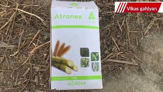 Adama atranex  atrazine 50 wp  selective herbicide  special for Sugercane and mazie [upl. by Weiss979]