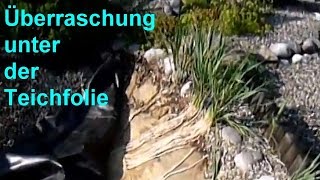 Teichfolie durchstochen  Überraschung unter der Teichfolie  Wurzel durch PVC Folie im Pflanzfilter [upl. by Earised192]