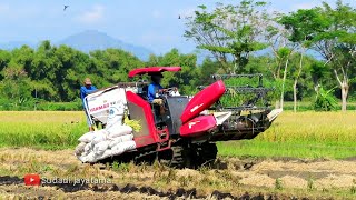 KOMBI SAWAH CANGGIH YANMAR YH 850 DI SAWAH BAJANG BALONG PONOROGO [upl. by Ayomat]