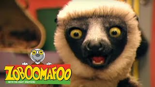 Zoboomafoo 1 Bölüm Türkçe dublaj [upl. by Biggs478]