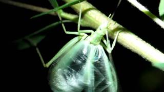 Oecanthinae  Chirping Tree Cricket [upl. by Anavoj]