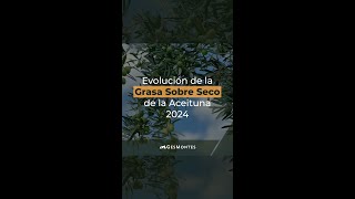 Evolución de la Grasa Sobre Seco de la Aceituna 2024 [upl. by Rebbecca514]