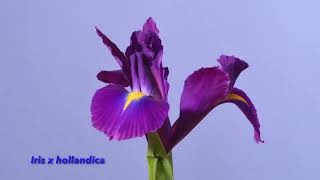 Iris Family time lapses Bearded Iris reticulata sibirica laeviagata x hollandica foetodissima [upl. by Holt]