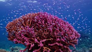 The top of a majestic deep purple Staghorn Coral formation [upl. by Eileen]