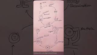 Pythium life cycle Agriculture Group [upl. by Alihet165]