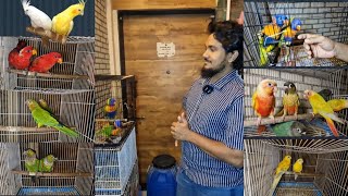 PROVEN BREEDING PAIR HOUSE OF pets9820897467 birdlovers parrot [upl. by Mudenihc]