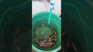 Morden fish farmingviral video viralshort shortvideo [upl. by Joya]