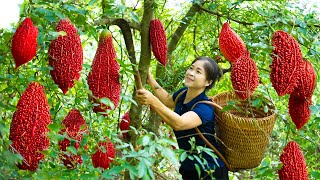 Harvesting Red Bitter melon amp Goes To Market Sell  Gardening And Cooking  Lý Tiểu Vân [upl. by Ecidnak]