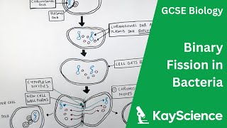 Binary Fission in Bacteria  GCSE Biology  kaysciencecom [upl. by Nilyac344]