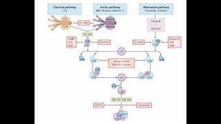 Triggers of the complement system antibody binding to polysaccharide and microbial polysacharride [upl. by Foah]